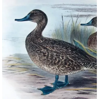 Australian White-eyed Duck by Grønvold – Birds of Australia