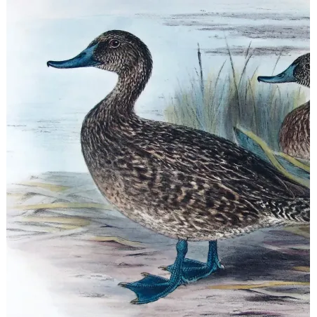 Australian White-eyed Duck by Grønvold – Birds of Australia
