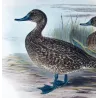 Eastern Freckled Duck (*Stictonetta naevosa*) – Original lithograph by Grønvold, Mathews (1910–27)