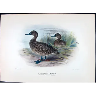 Australian White-eyed Duck by Grønvold – Birds of Australia