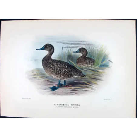 Australian White-eyed Duck by Grønvold – Birds of Australia