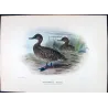 Eastern Freckled Duck (*Stictonetta naevosa*) – Original lithograph by Grønvold, Mathews (1910–27)