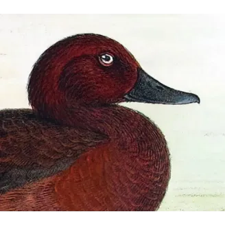 Blue-billed Duck by Grønvold – Birds of Australia