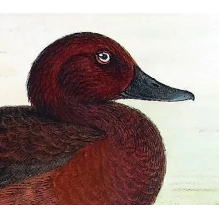 Blue-billed Duck by Grønvold – Birds of Australia