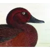 Australian White-eyed Duck (*Nyroca australis*) – Original lithograph by Grønvold, Mathews (1910–27)