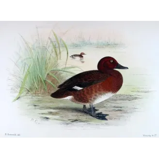 Blue-billed Duck by Grønvold – Birds of Australia