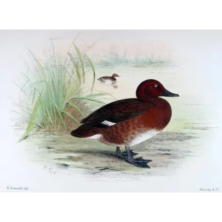Blue-billed Duck by Grønvold – Birds of Australia