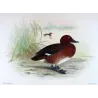 Australian White-eyed Duck (*Nyroca australis*) – Original lithograph by Grønvold, Mathews (1910–27)