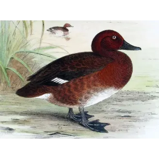 Blue-billed Duck by Grønvold – Birds of Australia