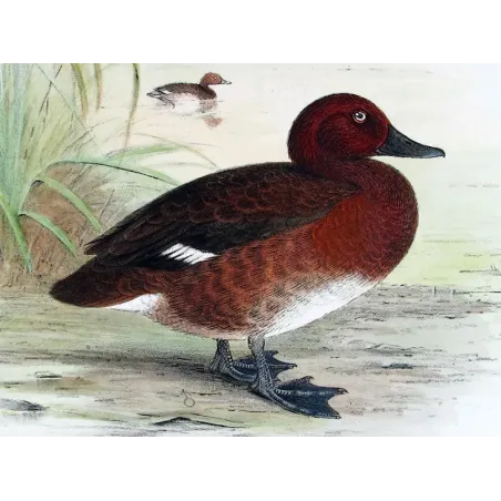 Blue-billed Duck by Grønvold – Birds of Australia