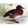 Australian White-eyed Duck (*Nyroca australis*) – Original lithograph by Grønvold, Mathews (1910–27)