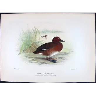 Blue-billed Duck by Grønvold – Birds of Australia