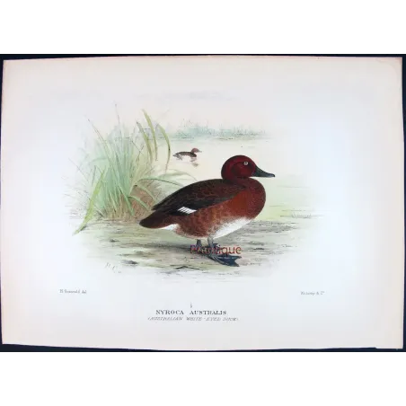 Blue-billed Duck by Grønvold – Birds of Australia