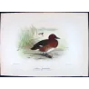Australian White-eyed Duck (*Nyroca australis*) – Original lithograph by Grønvold, Mathews (1910–27)