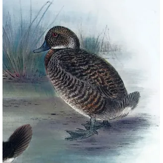 Western Musk Duck by Grønvold – Birds of Australia