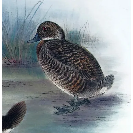 Western Musk Duck by Grønvold – Birds of Australia