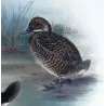 Blue-billed Duck (*Oxyura australis*) – Original lithograph by Grønvold, Mathews (1910–27)
