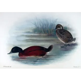 Western Musk Duck by Grønvold – Birds of Australia