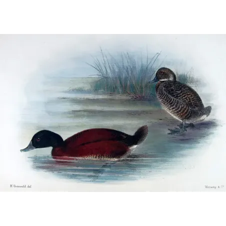 Western Musk Duck by Grønvold – Birds of Australia