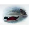 Blue-billed Duck (*Oxyura australis*) – Original lithograph by Grønvold, Mathews (1910–27)