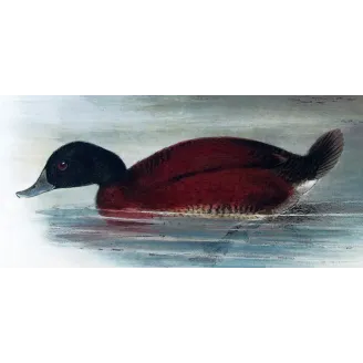 Western Musk Duck by Grønvold – Birds of Australia