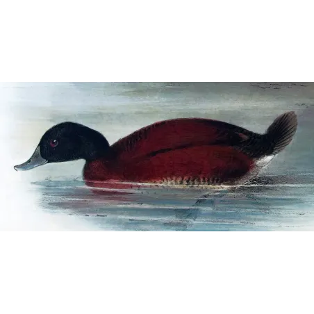 Western Musk Duck by Grønvold – Birds of Australia