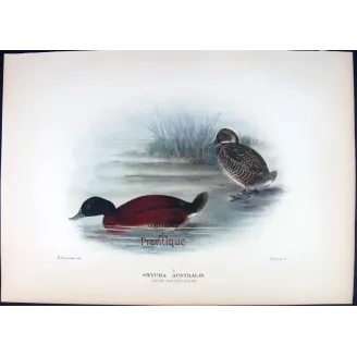 Western Musk Duck by Grønvold – Birds of Australia