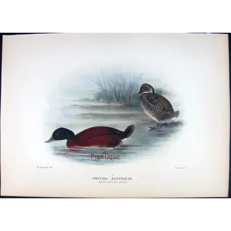 Western Musk Duck by Grønvold – Birds of Australia