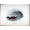 Blue-billed Duck (*Oxyura australis*) – Original lithograph by Grønvold, Mathews (1910–27)