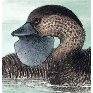 Australian Black Cormorant by Grønvold – Birds of Australia