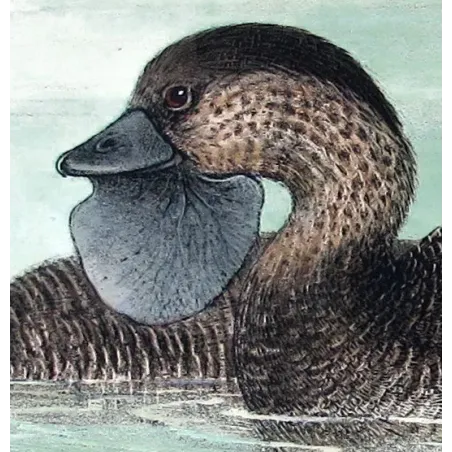 Australian Black Cormorant by Grønvold – Birds of Australia
