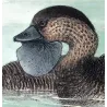 Western Musk Duck (*Biziura westensis*) – Original lithograph by Grønvold, Mathews (1910–27)