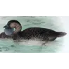 Western Musk Duck (*Biziura westensis*) – Original lithograph by Grønvold, Mathews (1910–27)