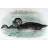 Western Musk Duck (*Biziura westensis*) – Original lithograph by Grønvold, Mathews (1910–27)