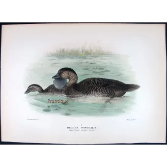 Australian Black Cormorant by Grønvold – Birds of Australia