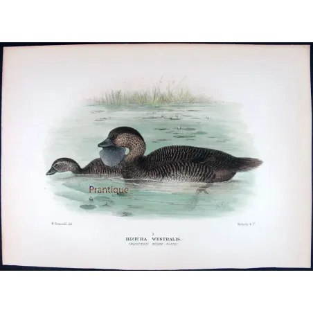 Australian Black Cormorant by Grønvold – Birds of Australia