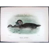 Western Musk Duck (*Biziura westensis*) – Original lithograph by Grønvold, Mathews (1910–27)