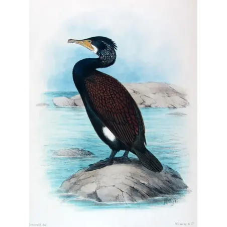 Little Black Cormorant by Grønvold – Birds of Australia