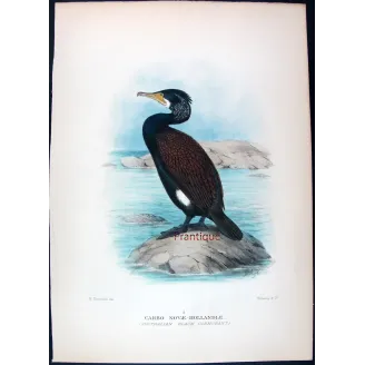 Little Black Cormorant by Grønvold – Birds of Australia