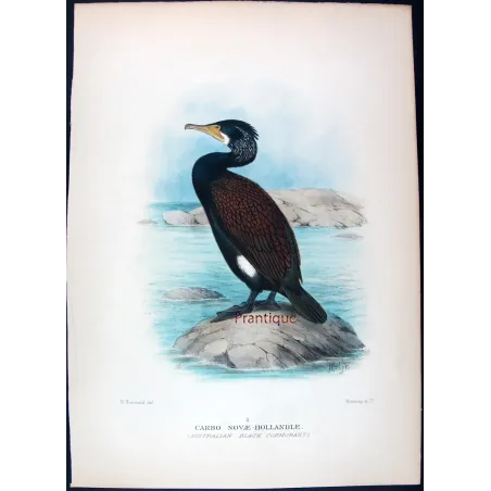 Little Black Cormorant by Grønvold – Birds of Australia