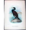 Australian Black Cormorant (*Carbo novæ-hollandiæ*) – Original lithograph by Grønvold, Mathews (1910–27)