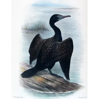 Little Black Cormorant (*Carbo sulcirostris*) – Original lithograph by Grønvold, Mathews (1910–27)