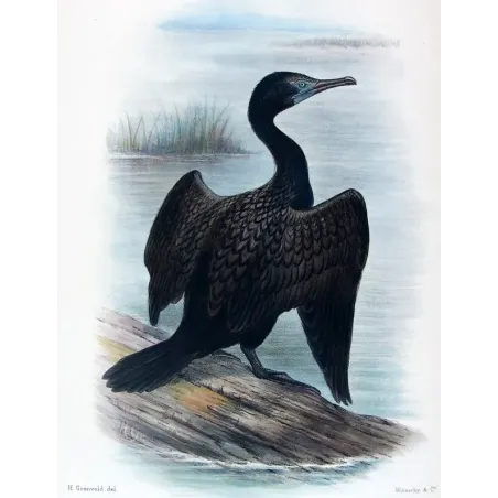 Little Black Cormorant (*Carbo sulcirostris*) – Original lithograph by Grønvold, Mathews (1910–27)