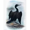 Little Black Cormorant (*Carbo sulcirostris*) – Original lithograph by Grønvold, Mathews (1910–27)