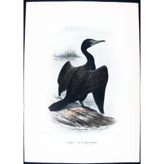 Little Black Cormorant (*Carbo sulcirostris*) – Original lithograph by Grønvold, Mathews (1910–27)