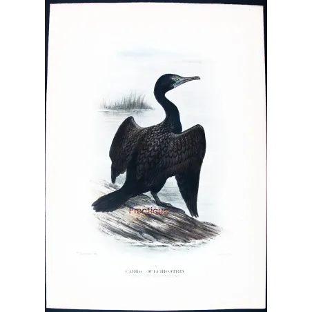 Little Black Cormorant (*Carbo sulcirostris*) – Original lithograph by Grønvold, Mathews (1910–27)