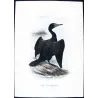 Little Black Cormorant (*Carbo sulcirostris*) – Original lithograph by Grønvold, Mathews (1910–27)