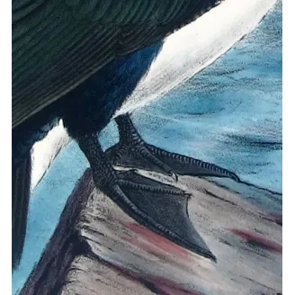 White-breasted Cormorant by Grönvold – The Birds of Australia
