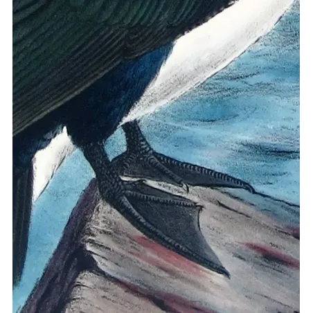 White-breasted Cormorant by Grönvold – The Birds of Australia