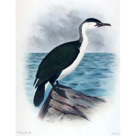 White-breasted Cormorant by Grönvold – The Birds of Australia
